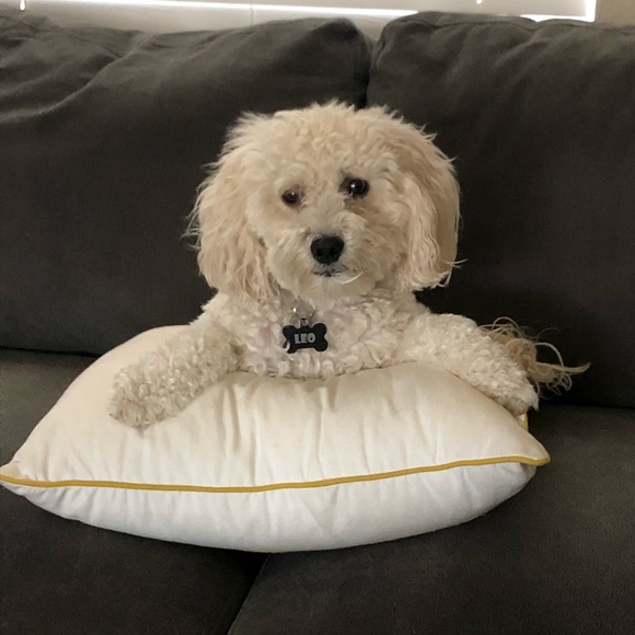 Meet your Posher, Stacey - Picture 1 of 1